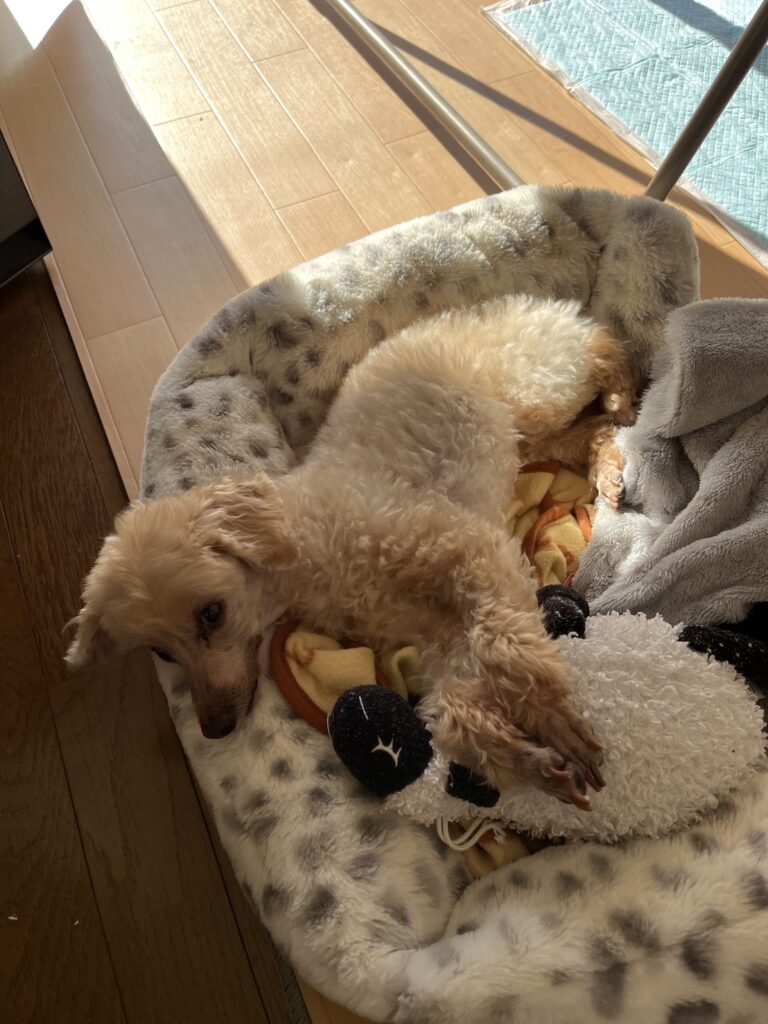 老犬・老猫ホーム
