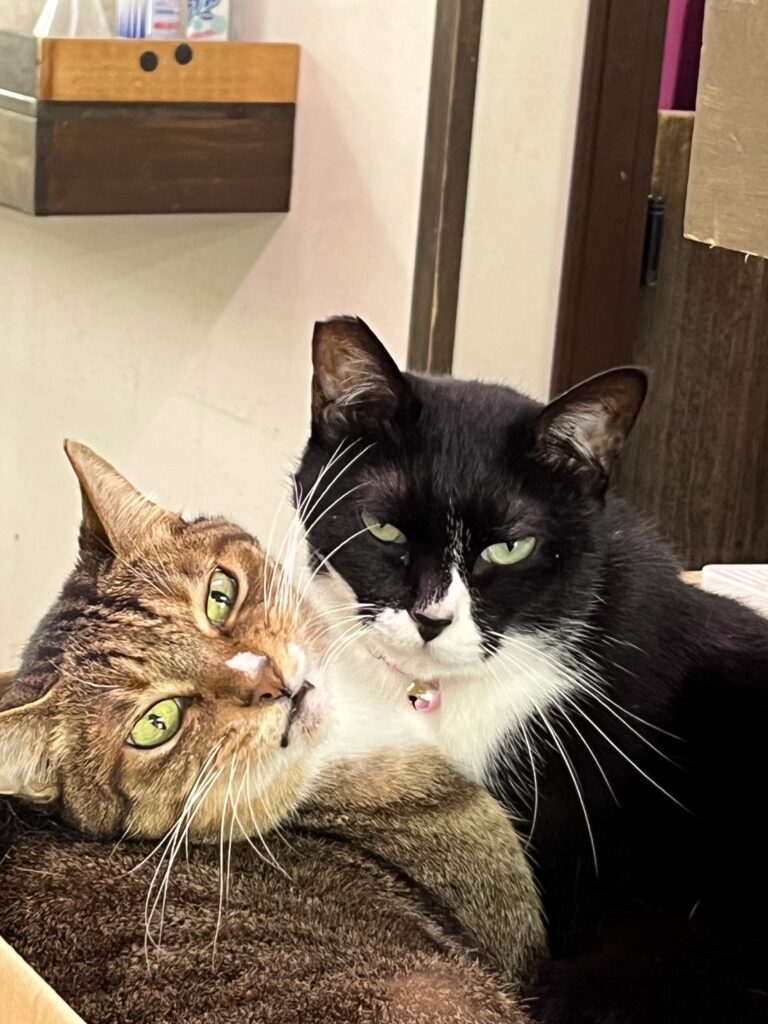ペットホテル